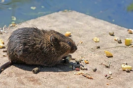 Chuột to như mèo “khủng bố” thị trấn, người dân mất ăn mất ngủ