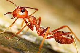 Phát hiện nhiều kiến lửa có nọc độc tại Hàn Quốc