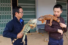 Rùng mình xem chàng trai 9X nuôi đàn "rồng" đông như gà