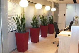 Chỉ đích danh loại cây giúp đuổi vận xui, hút tài lộc