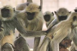 Video: Đàn khỉ khóc thương vì tưởng khỉ nhồi bông là khỉ con đã chết