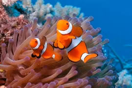 Cá hề Nemo đứng trước nguy cơ tuyệt diệt