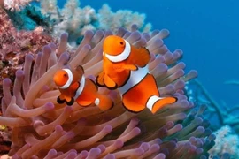 Cá hề Nemo đứng trước nguy cơ tuyệt diệt