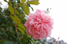 Ly hôn vợ, mở chiếc vali cũ ở gầm giường, tôi khóc không thành tiếng