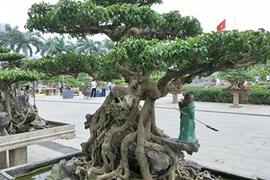 Tuyệt tác kiểng "long cuốn thủy" khiến dân chơi Thủ đô bất ngờ