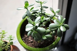 Trồng cây này trong nhà đảm bảo lên như diều gặp gió