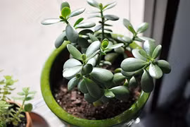 Trồng cây này trong nhà đảm bảo lên như diều gặp gió