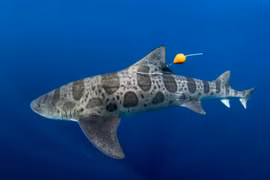 Biển rộng thế có bao giờ cá mập bị lạc đường hay không?