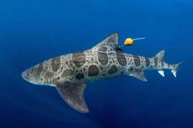 Biển rộng thế có bao giờ cá mập bị lạc đường hay không?