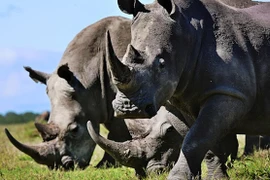 Video: Binh sĩ Ấn Độ mang AK47 bảo vệ tê giác tại vườn quốc gia Kaziranga