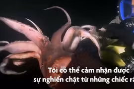 Video: Loài mực dài hơn 2 m được mệnh danh là "quỷ đỏ"