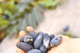 Giống quả 6 năm mới kết trái 1 lần, mỗi hạt giá vài triệu