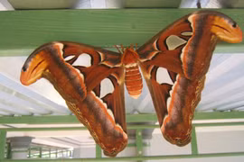 Những dấu hiệu bạn sắp gặp may mắn về tiền bạc