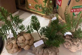 Một cây nấm giá 10 triệu đồng, hội nhà giàu Việt tranh nhau mua