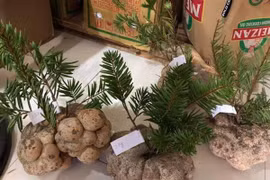 Một cây nấm giá 10 triệu đồng, hội nhà giàu Việt tranh nhau mua