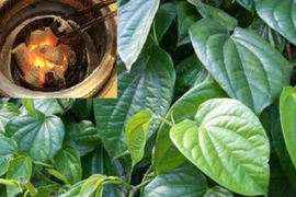 Học vợ Lý Hải bí quyết đắp lá trầu không, da mặt đẹp mịn màng