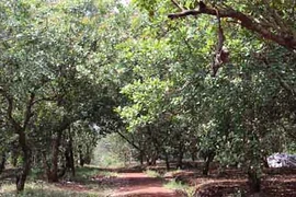 Cây tỷ đô của Việt Nam sẽ mất vị trí dẫn đầu?