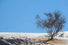 Cảnh tượng cực hiếm: Băng tuyết bất thường phủ trắng sa mạc Sahara