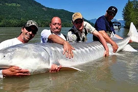 Video: Quái cá khổng lồ niên đại 1 thế kỷ mắc lưới ngư dân