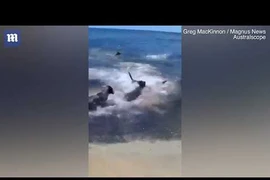 Video: Đàn chó lao xuống biển đùa giỡn với "sát thủ đại dương"