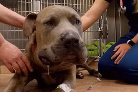 Chó pit bull “đỡ đòn”, giết rắn độc để bảo vệ 2 em nhỏ Mỹ