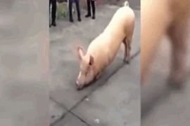 Video: Chú lợn quỳ gối hàng tiếng đồng hồ trước cổng chùa