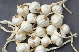 Thực hư tỏi Lý Sơn, bồ kết, đèn xông tinh dầu... có thể tiêu diệt virus corona