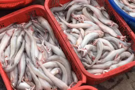 Cá khoai vào mùa, phủ trắng chợ mạng, tiểu thương chốt đơn liên tục