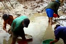 Video: Người dân lội bùn bắt cá lóc trong đợt rét kỷ lục