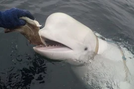 Video: Rơi iPhone xuống biển, cá voi trắng từ đáy sâu nổi lên trả lại