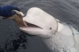 Video: Rơi iPhone xuống biển, cá voi trắng từ đáy sâu nổi lên trả lại