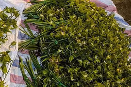 Loài lan quý chỉ nhà giàu mới dám chơi, nay đổ đống giá siêu rẻ