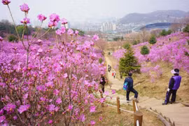 Hoa Đỗ quyên tấp nập trên phố, trong nhà nhiều chị em yêu hoa