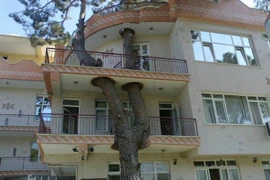 Những công trình phải “nhượng bộ” cho cây xanh