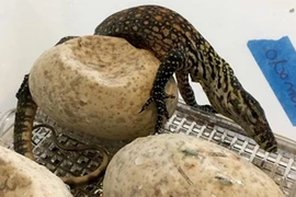 Khoảnh khắc đám rồng Komodo phá trứng chui ra ngoài