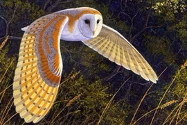 Chim cú lợn kêu có thực sự là điềm xấu như vẫn nghĩ?