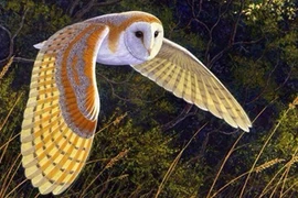 Chim cú lợn kêu có thực sự là điềm xấu như vẫn nghĩ?