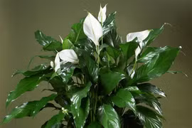 Chỉ cần có cây này trong nhà bạn sẽ thọ lâu trăm tuổi