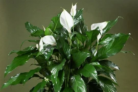 Chỉ cần có cây này trong nhà bạn sẽ thọ lâu trăm tuổi