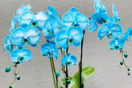 Lan hồ điệp màu lạ hiếm có, tiền triệu một cành vẫn mạnh tay chơi Tết