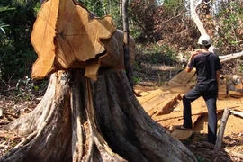 Lâm tặc ngang nhiên đến nhà đe dọa kiểm lâm