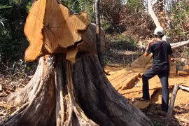 Lâm tặc ngang nhiên đến nhà đe dọa kiểm lâm