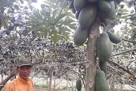 Bất chấp thời tiết bất lợi vẫn cho 400 cây đu đủ "đẻ" quanh năm