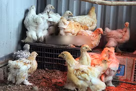 15 triệu đôi gà, đại gia vẫn xuống tiền vì "hàng độc"