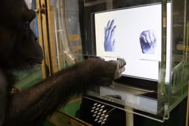 Đây là bằng chứng cho thấy tinh tinh thông minh hơn trẻ 4 tuổi