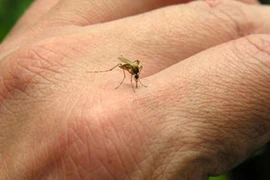 Dùng tỏi làm điều này nhà bạn chẳng bao giờ có con muỗi nào