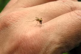 Dùng tỏi làm điều này nhà bạn chẳng bao giờ có con muỗi nào