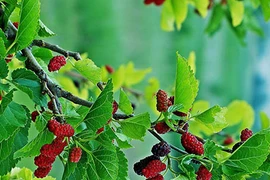 Những loại cây không nên trồng trước cửa nhà để tránh gặp họa