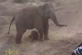 Nhận kết cục bi thảm vì chọc giận voi mẹ mới sinh con non