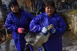 Cận cảnh "xốc nách" 13 ngàn con cá sấu từ hồ vào nhà ở TQ